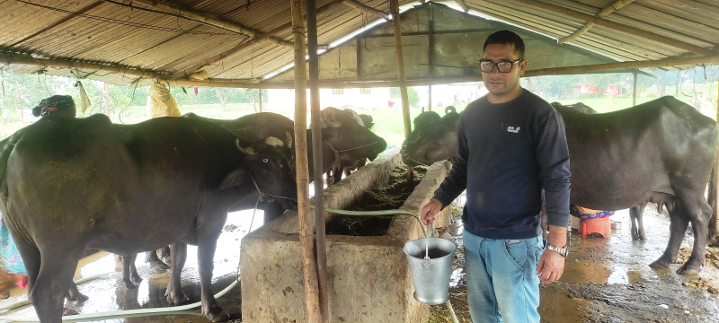 विदेशबाट फर्केर गाउँमै भैँसी पालिरहेका हिक्मत भन्छन्–महिनामा एक लाख बचाउँछु